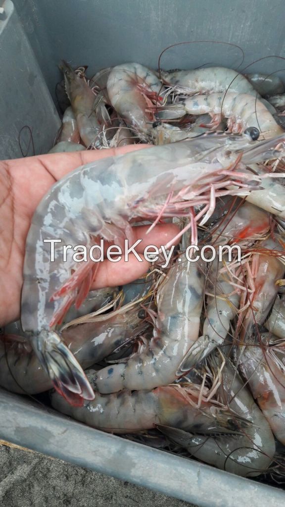 Ecuadorian Shrimp