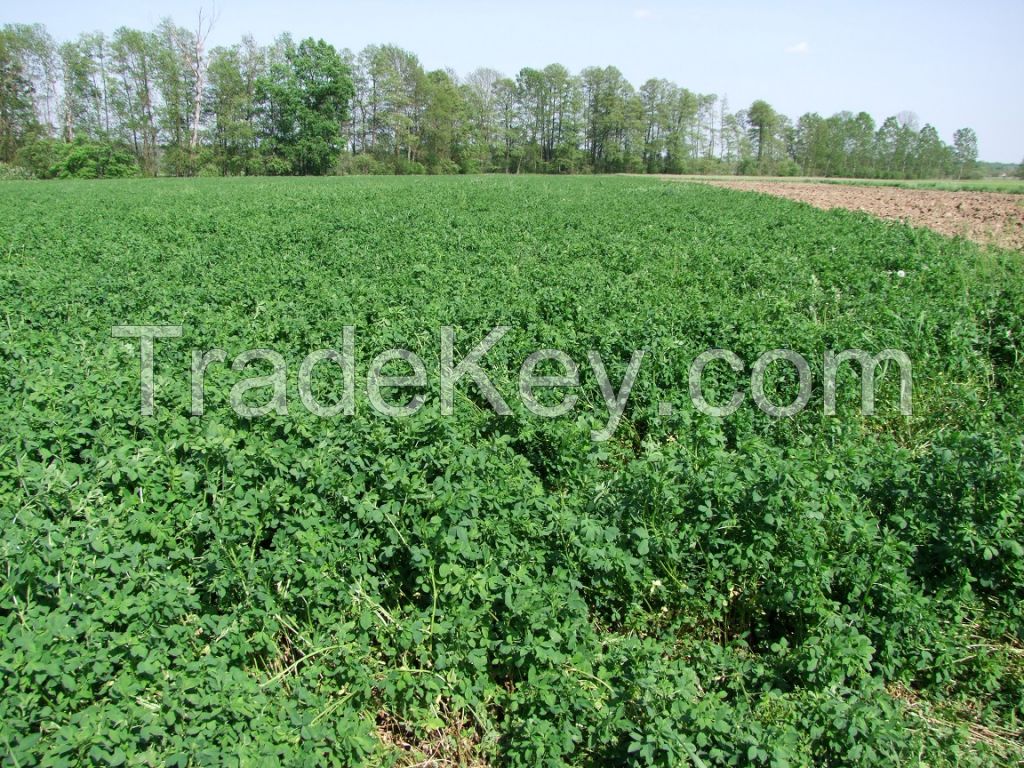 Alfalfa hay in bales production in Croatia