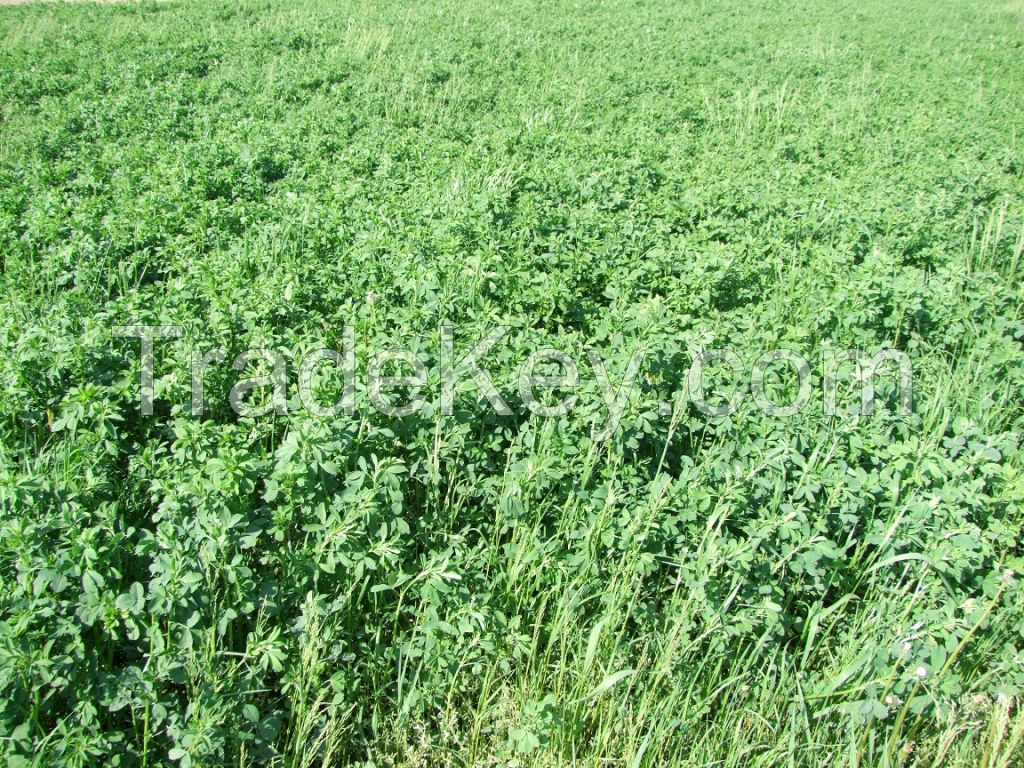 Alfalfa hay in bales production in Croatia