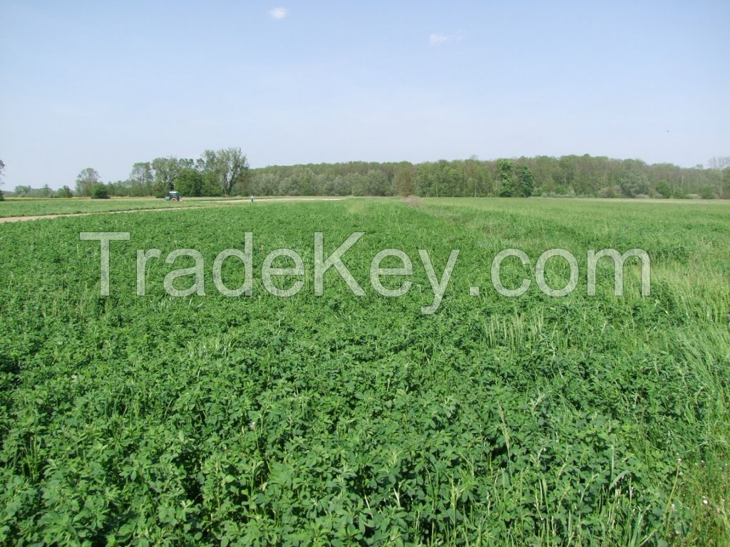 Alfalfa hay in bales production in Croatia