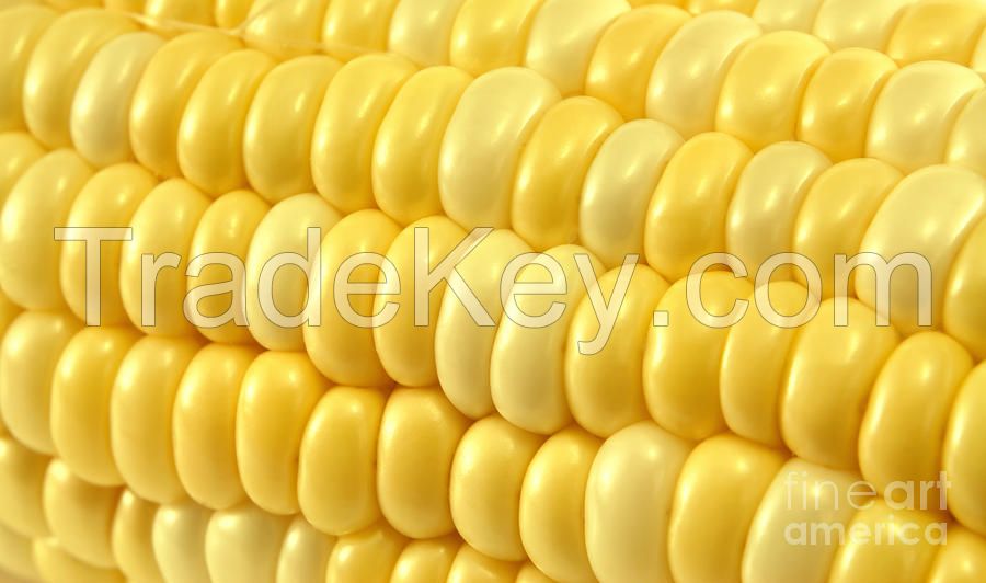 Maize/Corn