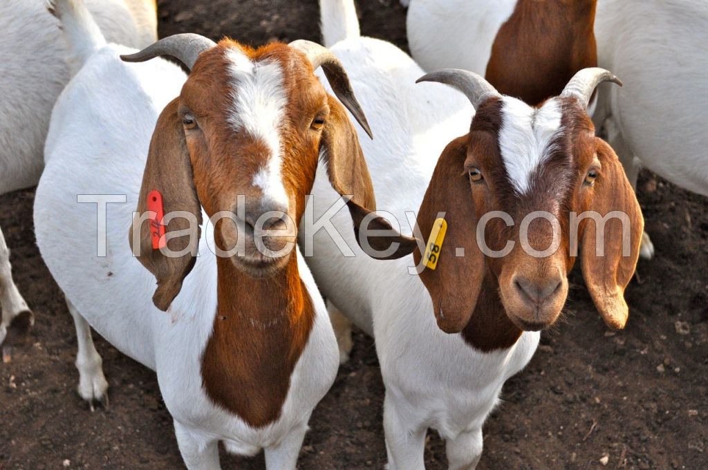Live Boer Goats from Turkey