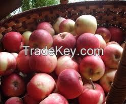 Fresh Apple Fruits