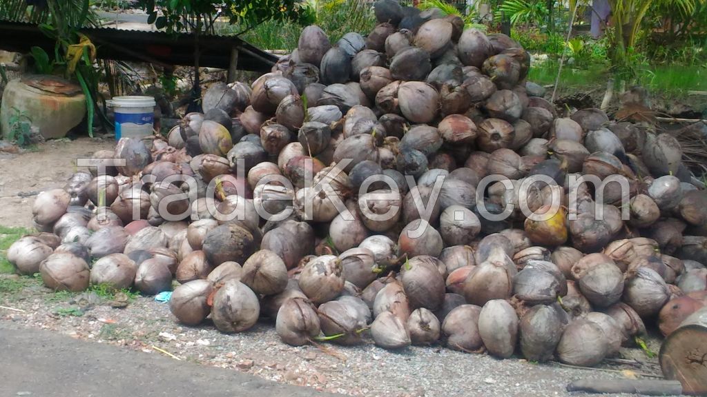 Dried Coconut and Other Coconut Products