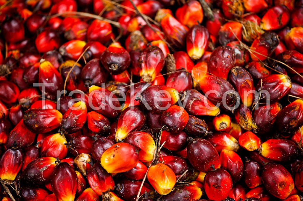 Refined Palm Oil 100% Oganic Crude Red Palm Oil