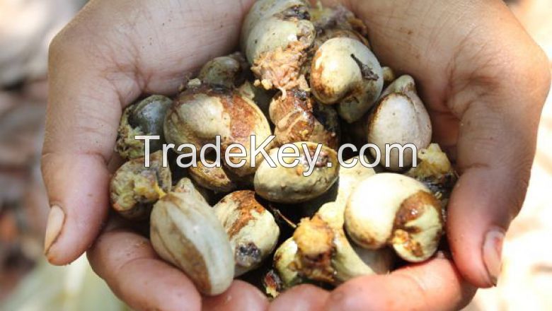 Cambodia Cashew Nuts