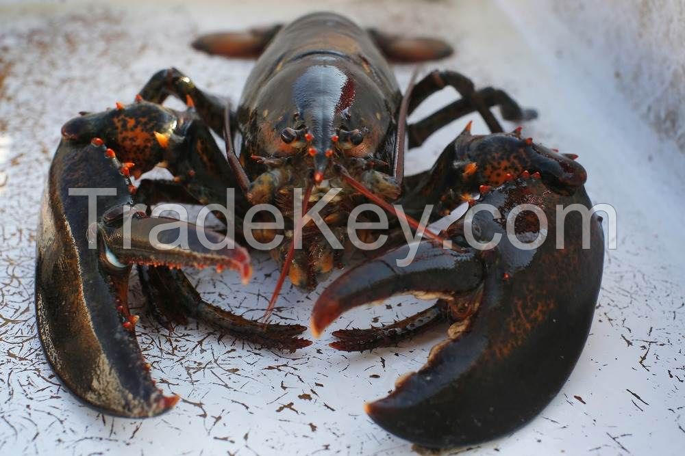 Wild Live Maine Lobster