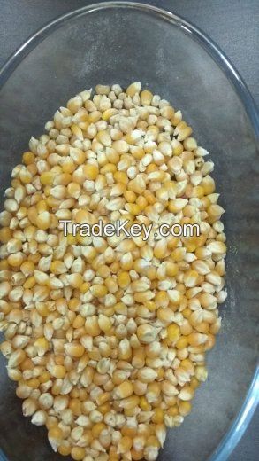 yellow maize