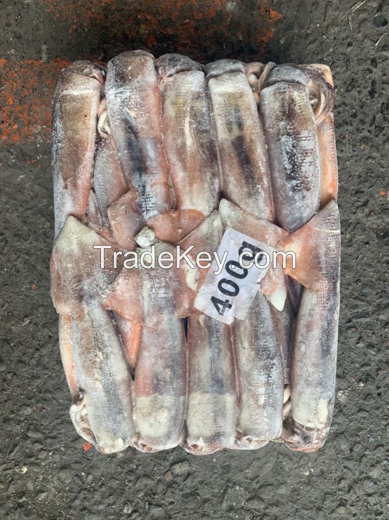 Frozen Illex Squid 400g-600g