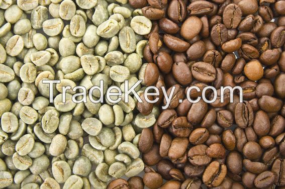 Lowest Price Robusta Coffee Bean Vietnam