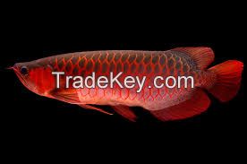 Top quality Grade AAA Asian Arowana fishes from genuine breeders available on sale now