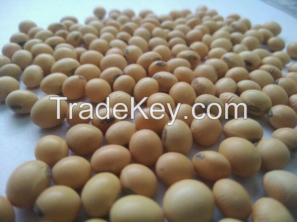 Soybean 