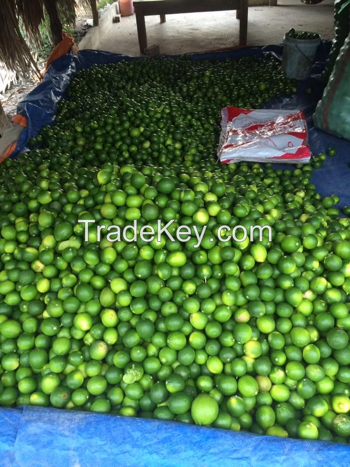 Fresh Lime/ Fresh Lemon for export