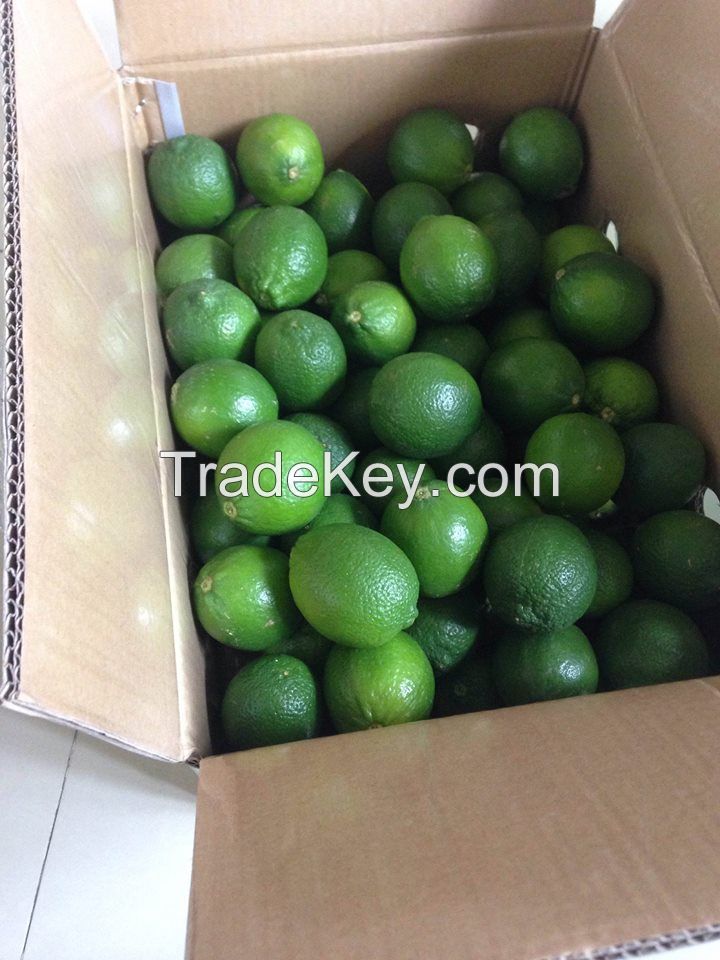 Fresh Lime/ Fresh Lemon for export