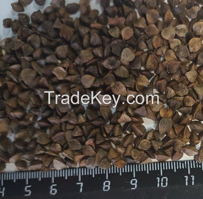 High Quality Certified Buckwheat