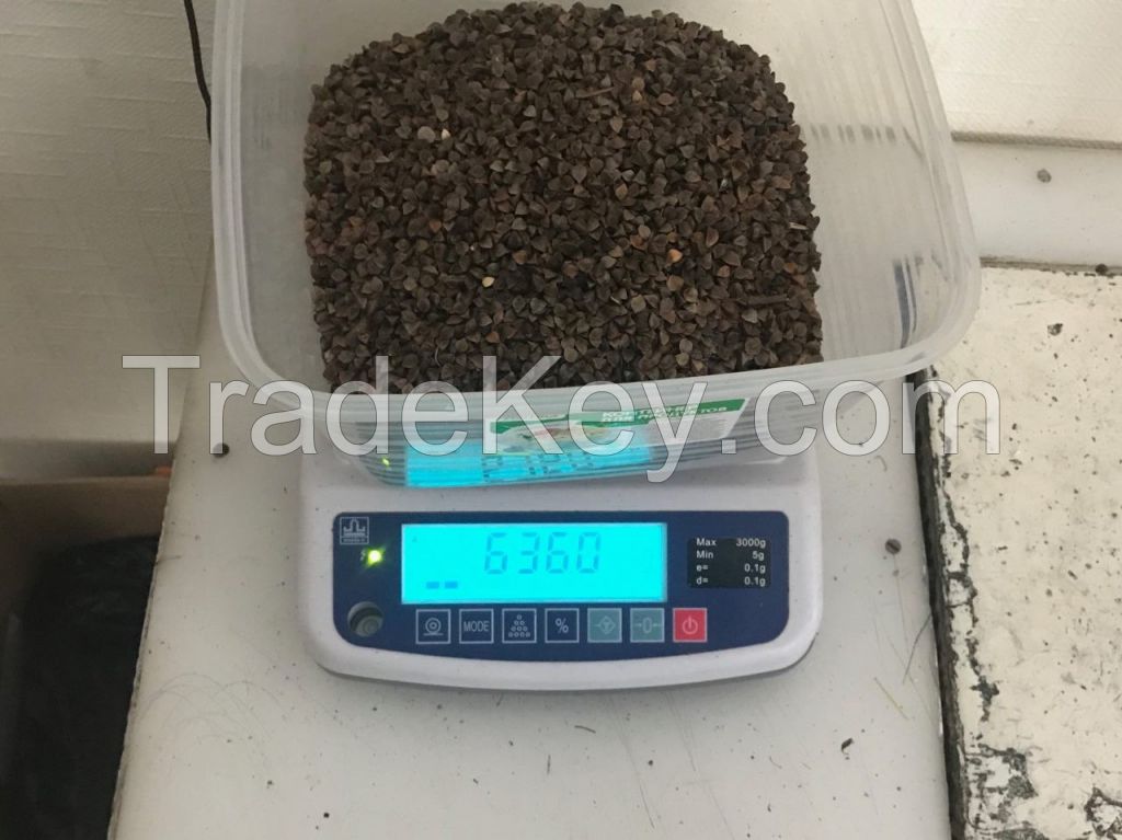 High Quality Certified Buckwheat