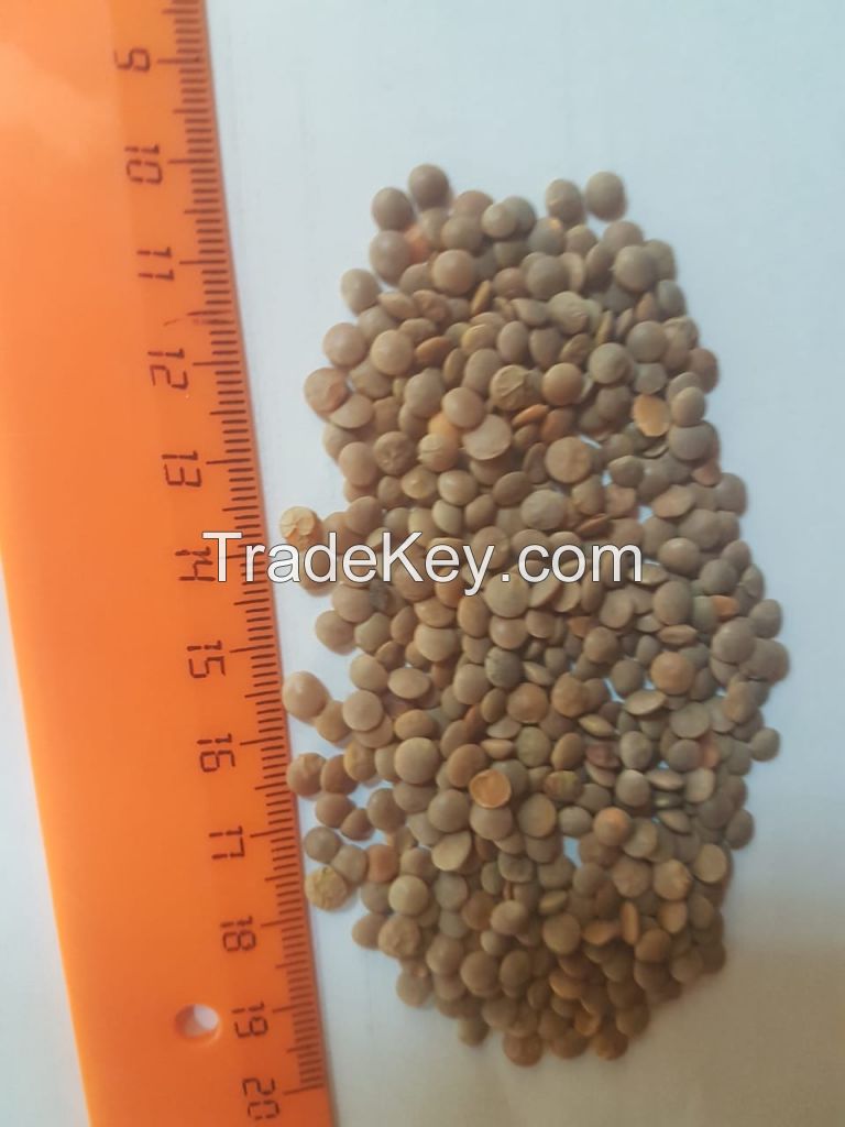 High Quality Certified Lentils