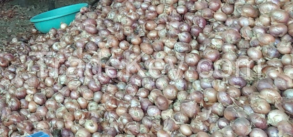Semi-Organic Onions