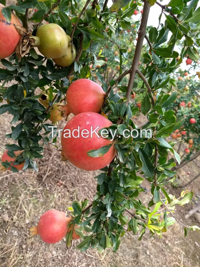 Semi-Organic Pomegranate