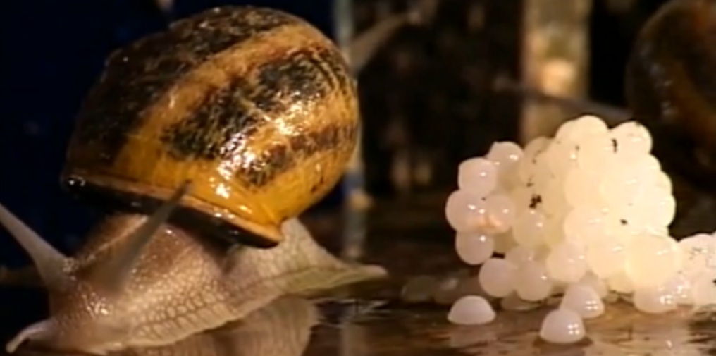 snail caviar, caviar d'escargot