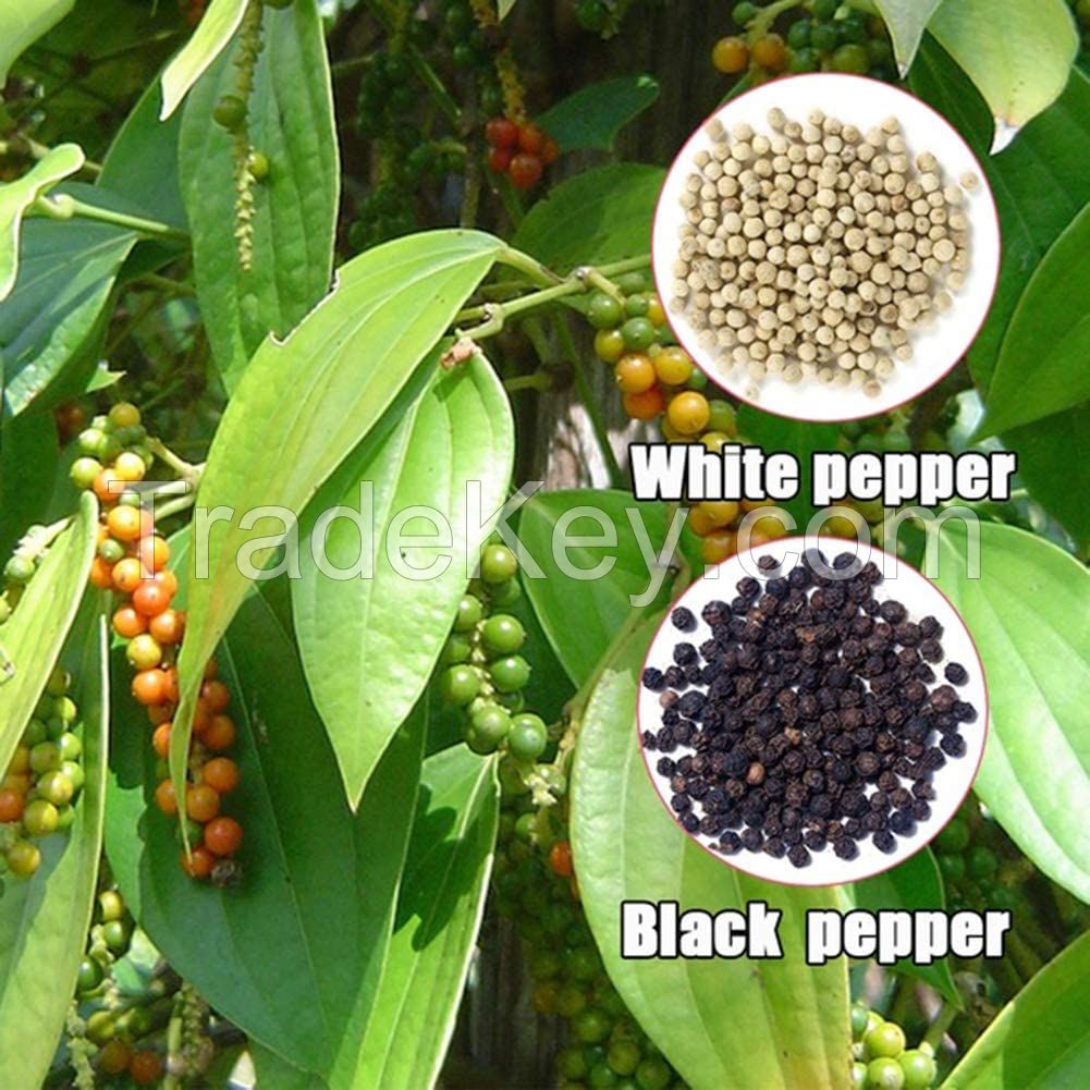 Black Pepper And White Pepper Powder High Quality Bulk White Pepper Ground 