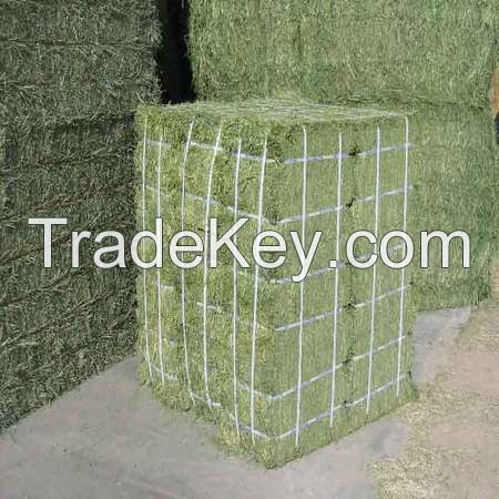 High Quality Alfafa Hay for Animal Feeding Stuff Alfalfa / Timothy / Alfalfa Hay for Sale*