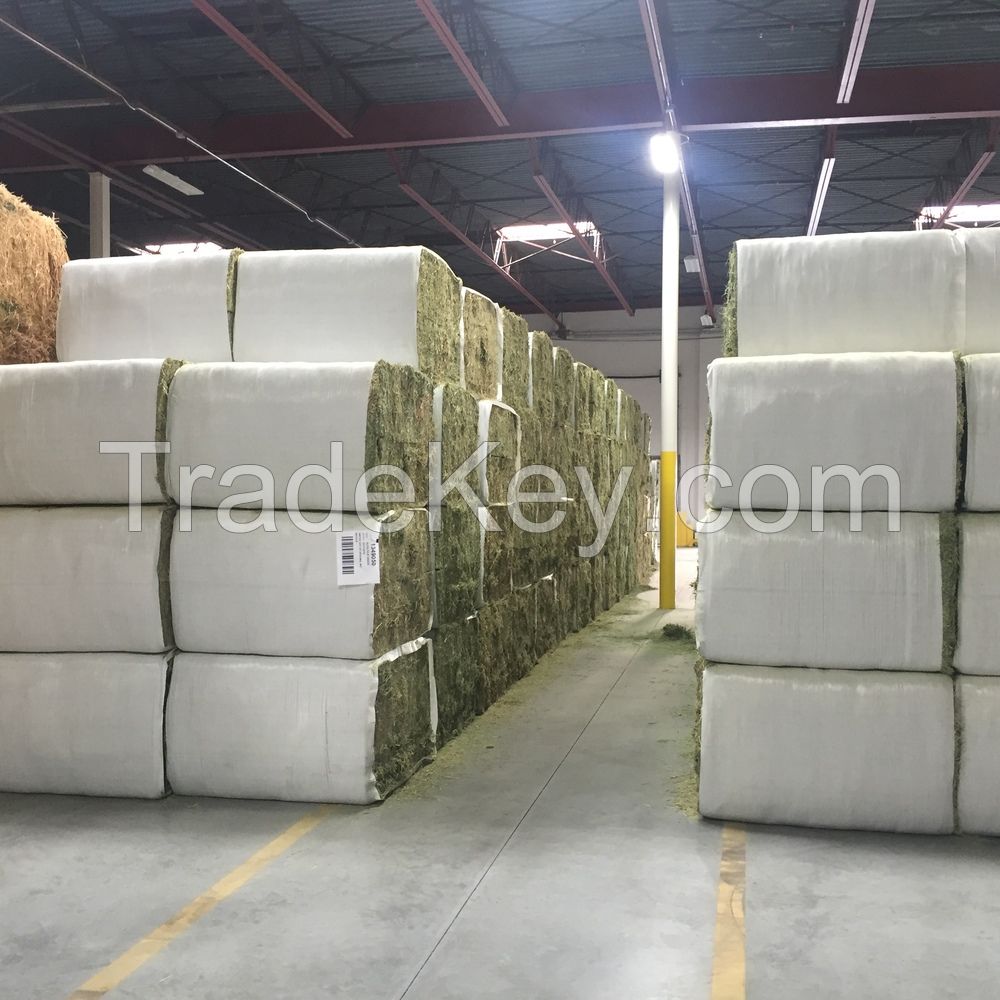 High Quality Alfafa Hay for Animal Feeding Stuff Alfalfa / Timothy / Alfalfa Hay for Sale* 