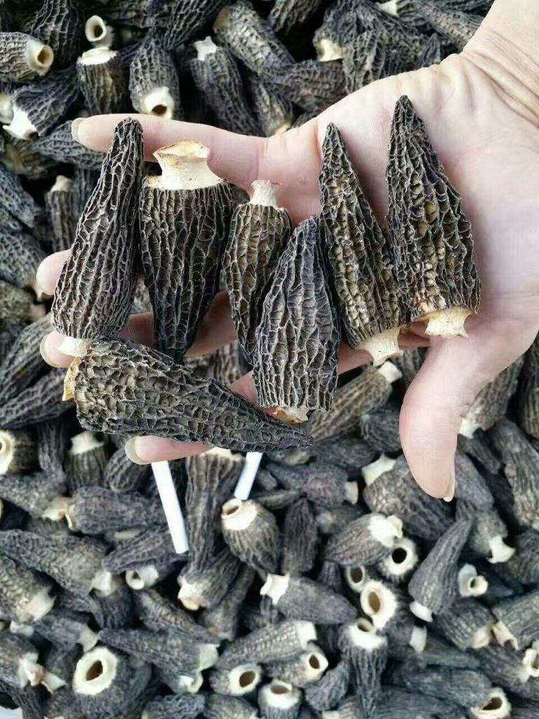 dried morels 