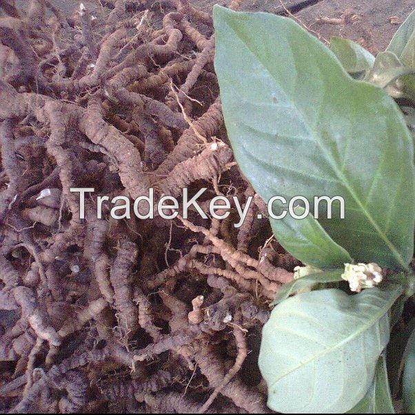 Fresh Dried Ipecac Roots