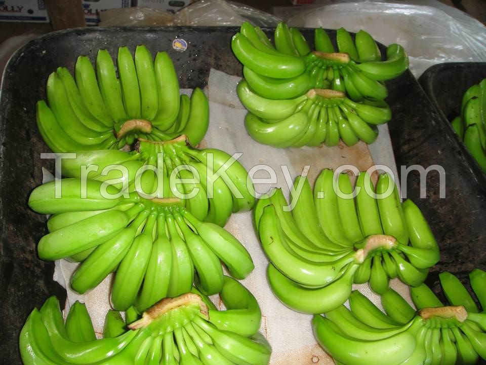 Fresh Cavendish Banana