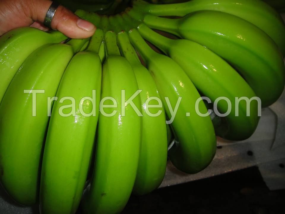 Fresh Cavendish Banana