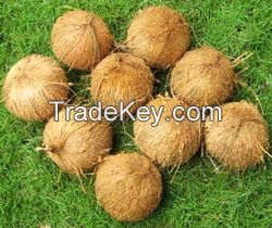 semi husked coconut 