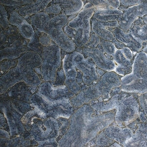 Blue coral slabs