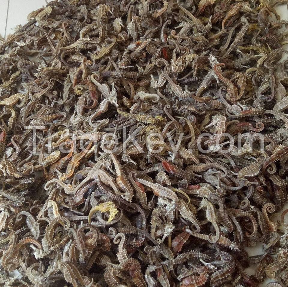 Dried Seahorse For Sale At Very Good Price