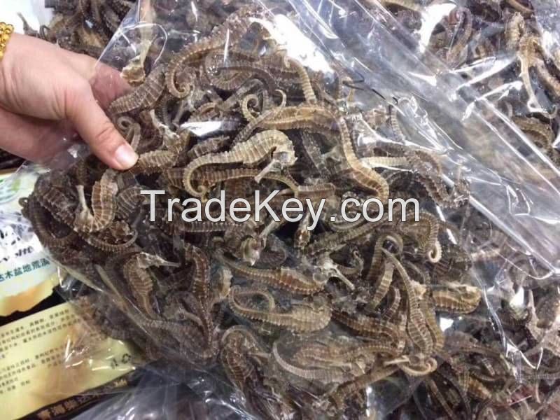 Best Quality Dried Seahorse