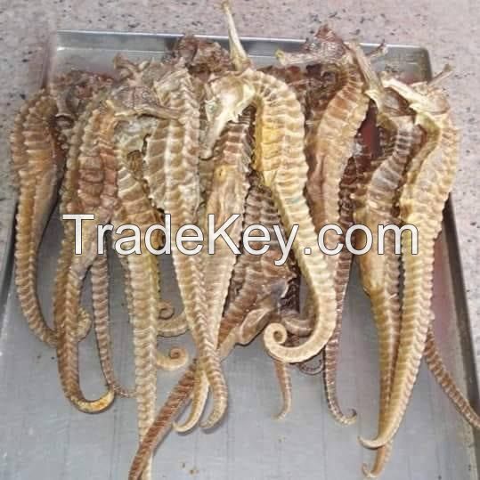 Best Quality Dried Seahorse