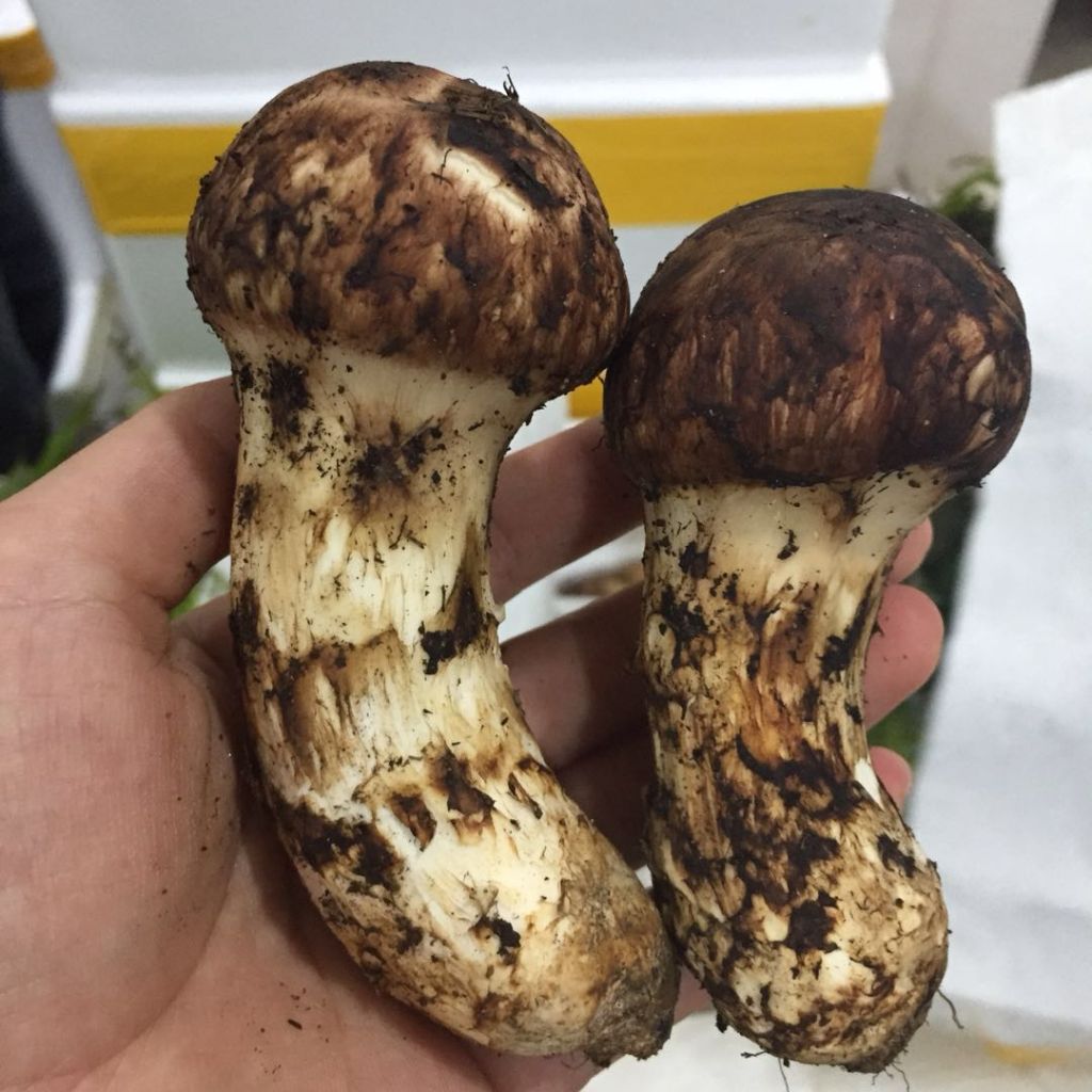 Detan Fresh Wild Matsutake Mushroom