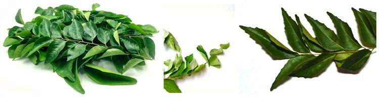 Microwave Curry Leaves Drying Sterilizing Equipment