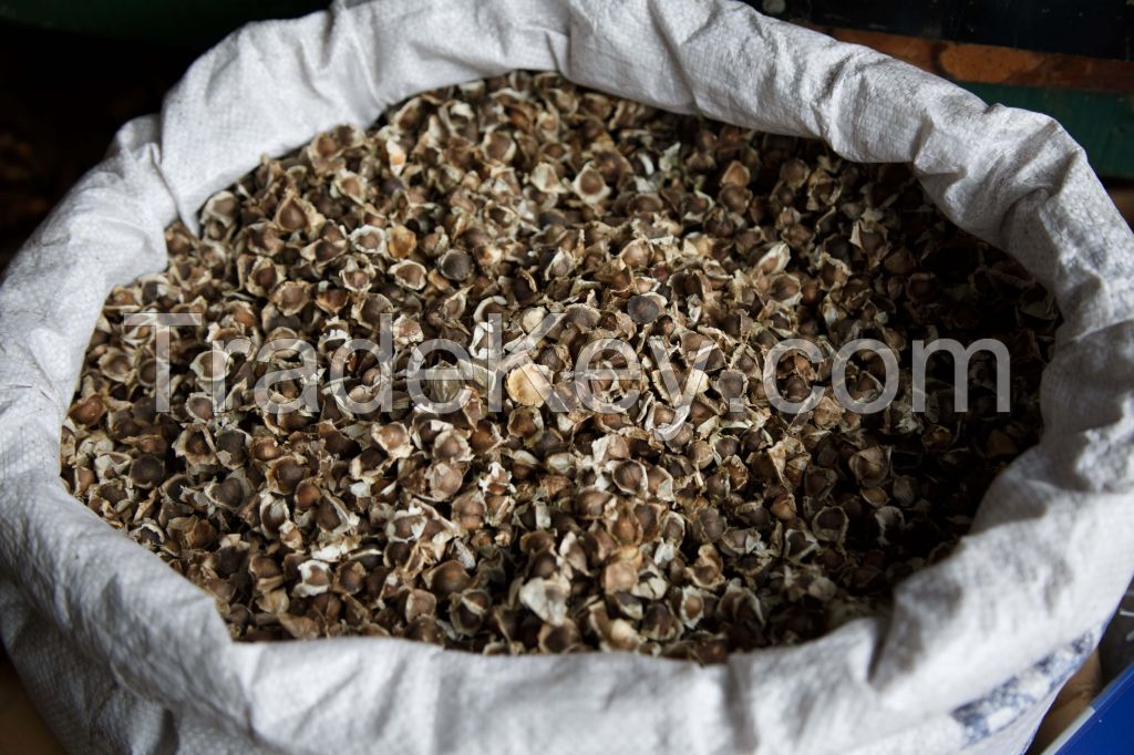 Moringa powder, Moringa seeds