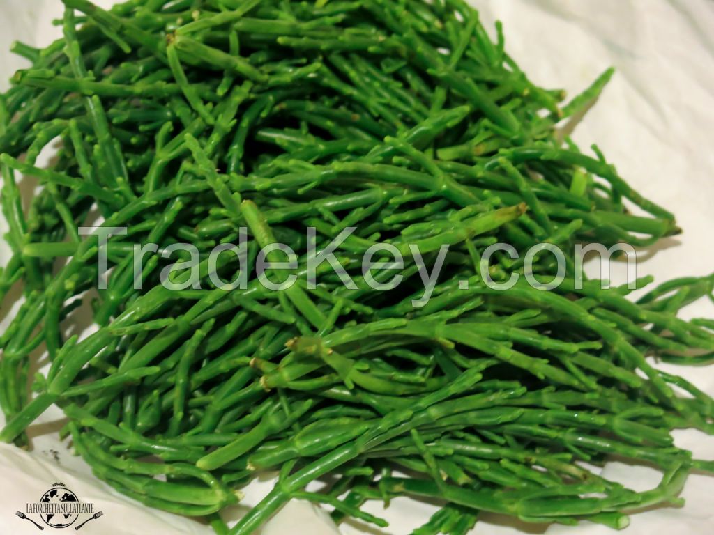 seaweed salicornia aparagus of the sea