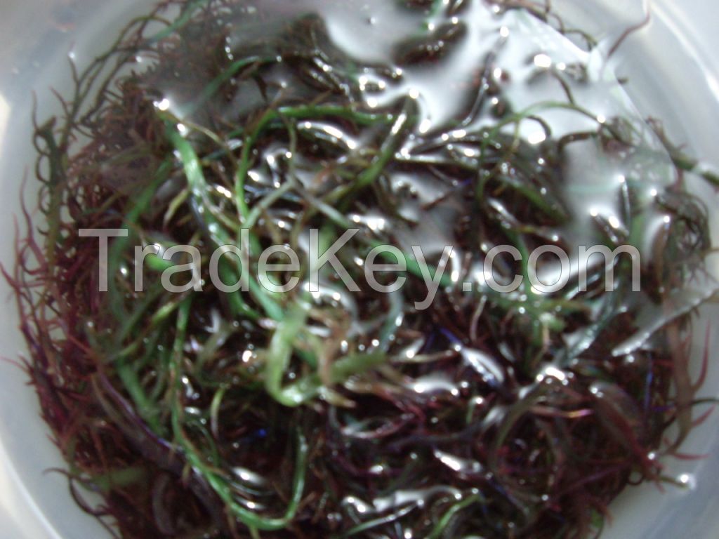 seaweed suginori