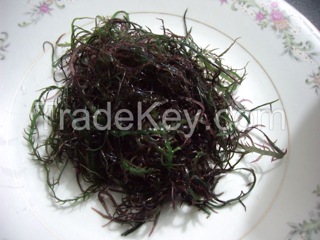 seaweed chondracanthus chamissoi