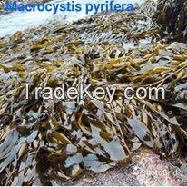 seaweed macrocystis integrifolia pyrifera choped brown