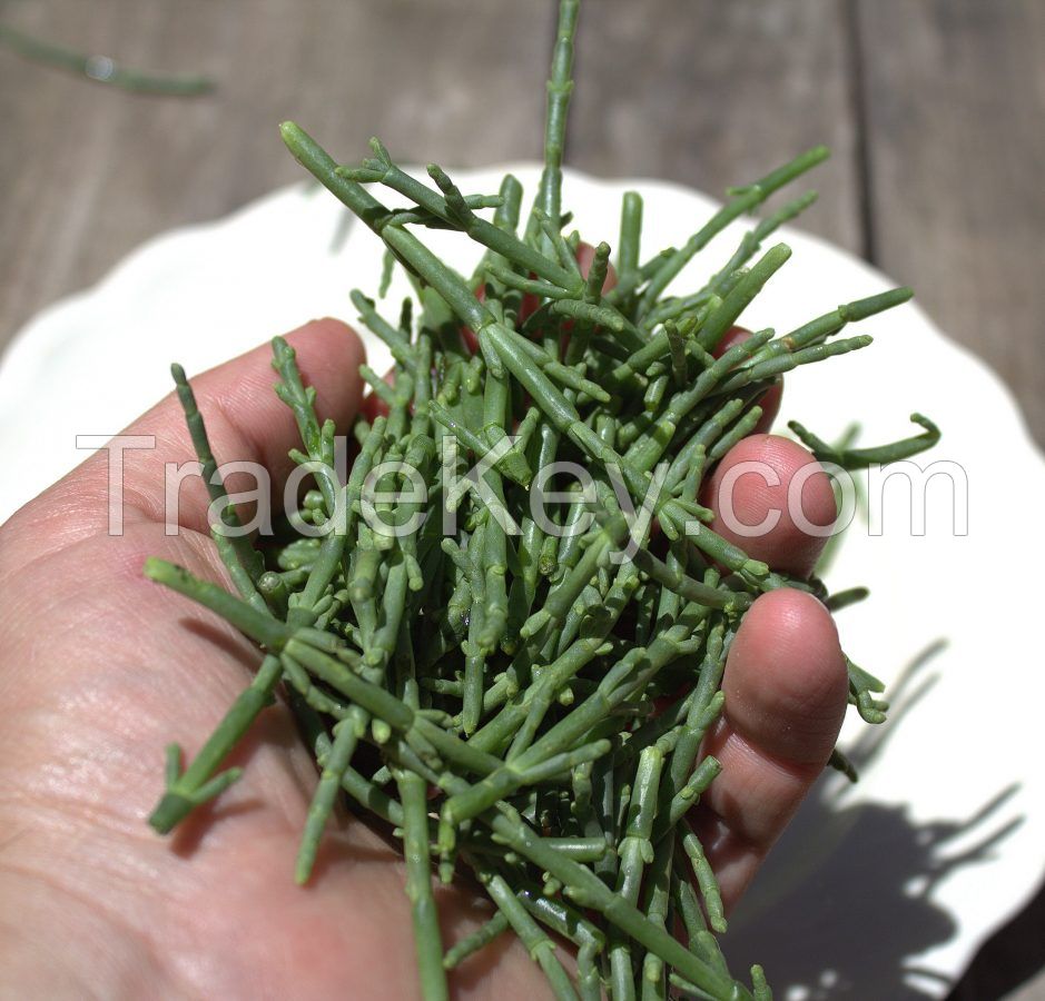 seaweed salicornia aparagus of the sea