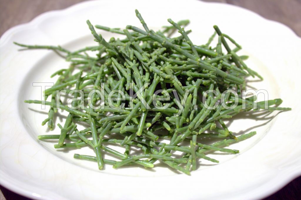 seaweed salicornia aparagus of the sea