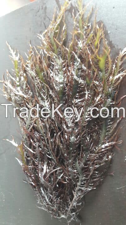 seaweed Gigartina chamissoi dry