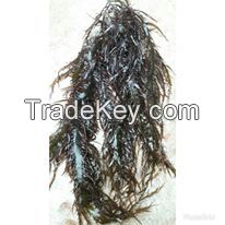 seaweed Gigartina chamissoi dry