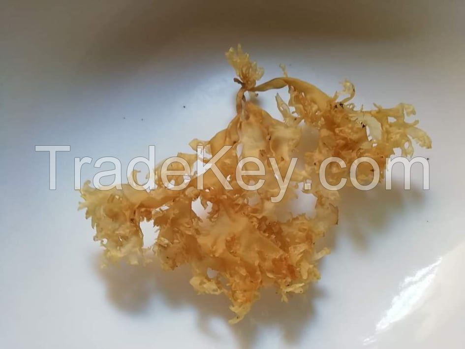 seaweed chondrus crispus /  irish moss / seamoss gracilaria