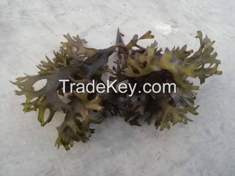 Seaweed Seamoss  Chondrus Crispus Irishmoss Gracilaria