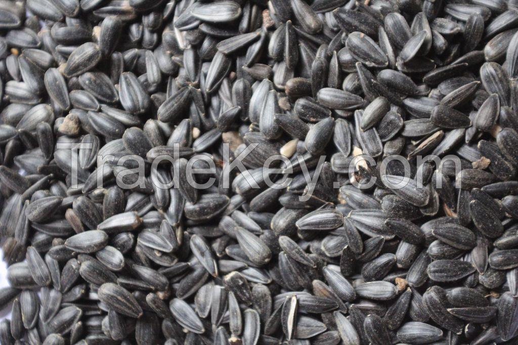 Sunflower seeds (NON-GMO), Moldova Origin